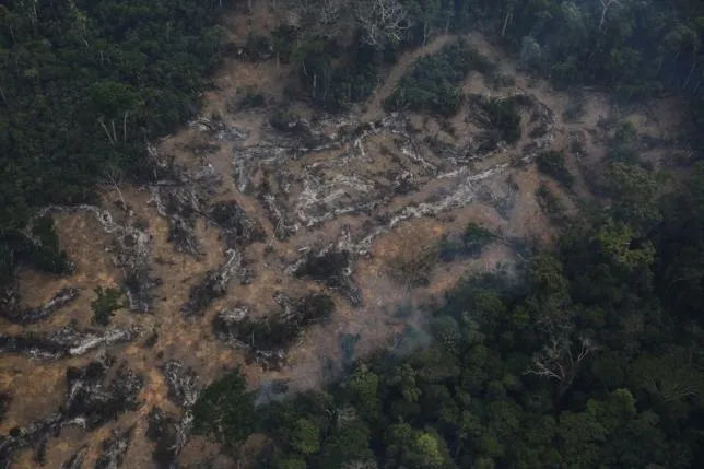 Nạn phá rừng Amazon tăng trở lại